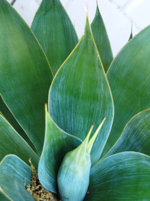 Agave_Blue_Flame1