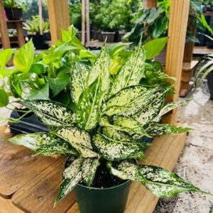 Aglaonema Snow White 6in.