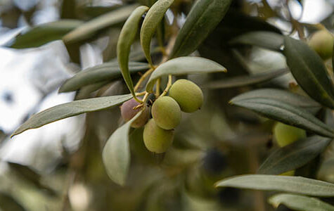 All about arbequina olive tree