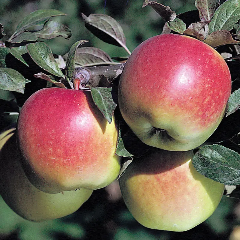 1 Gal. Red Delicious Apple Tree