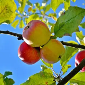 Anna Apple Tree