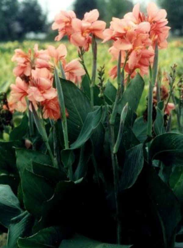 Apricot Frost Canna Lily Plant 1