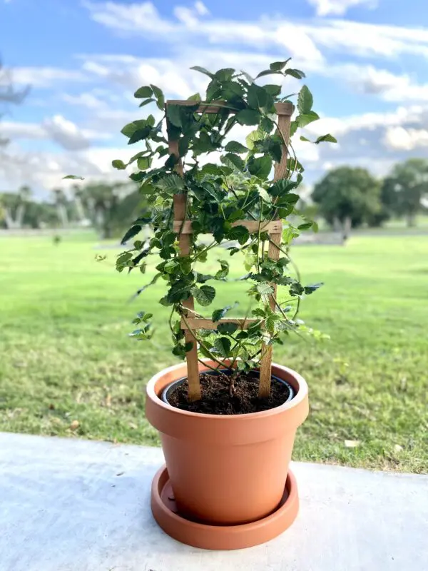 Arapaho Blackberry 20L Trellis in