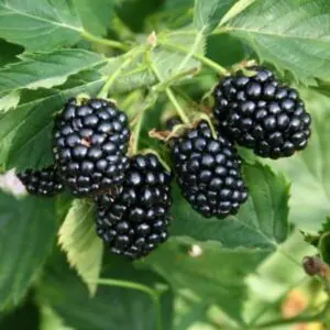 Arapaho Blackberry Plant 400-1