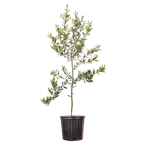 Arbequina-Olive-Tree-1