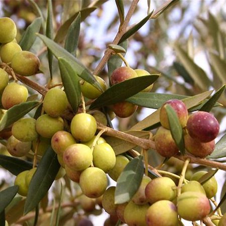 Arbequina Olive Tree 2