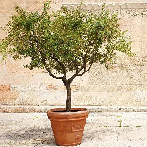 Arbequina Olive Tree - Yarden