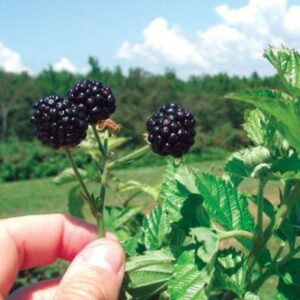 Ark Freedom Blackberry Plant 400-1