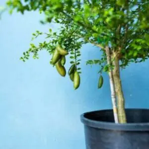 Australian Finger Lime Tree 400-1