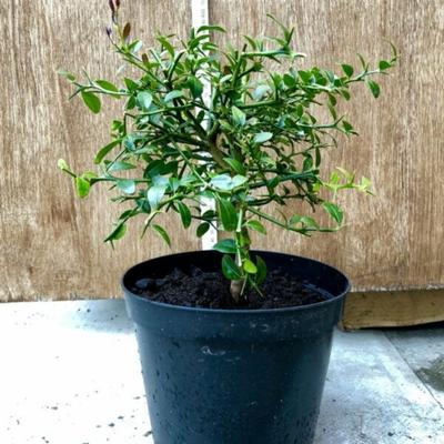 Australian Finger Lime Tree (Height: 2 - 3 FT, Shape: Standard)