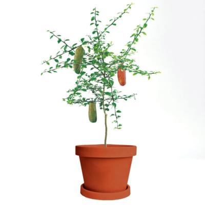 Australian Finger Lime Tree (Height: 2 - 3 FT, Shape: Standard)