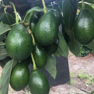 Bacon-Avocado-Tree-1