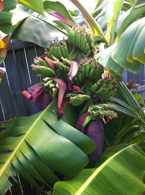 Double Mahoi Banana Plant (Height: 3 - 4 FT)