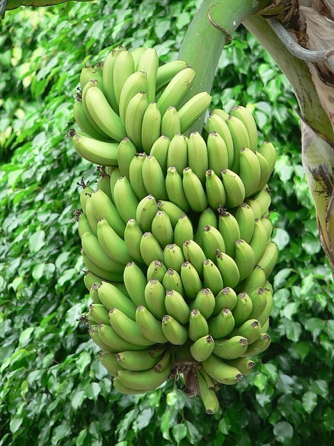 Double Mahoi Banana Plant (Height: 3 - 4 FT)