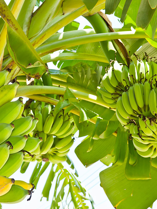 Double Mahoi Banana Plant (Height: 3 - 4 FT)