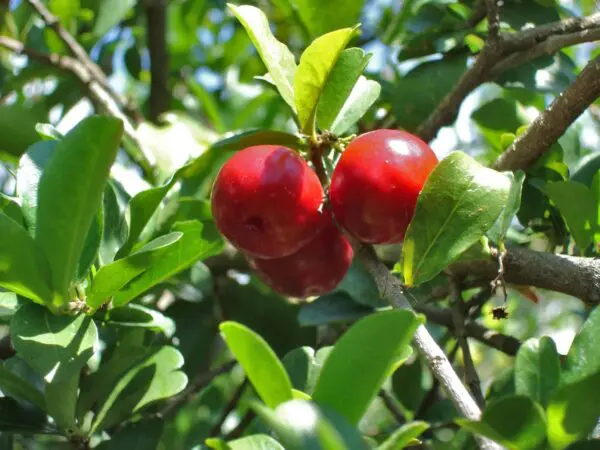 Barbados-Cherry-tree-1