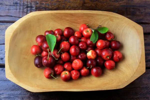 Barbados-Cherry-tree-2-scaled