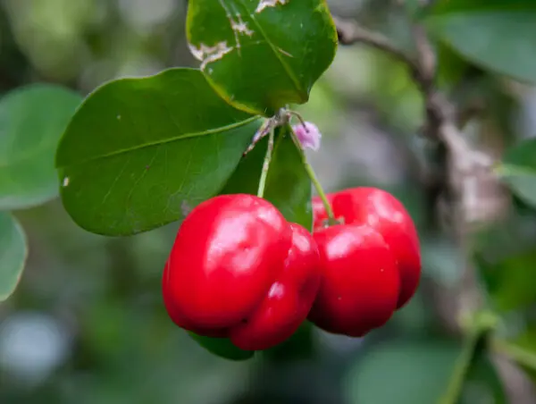 Barbados-Cherry-tree