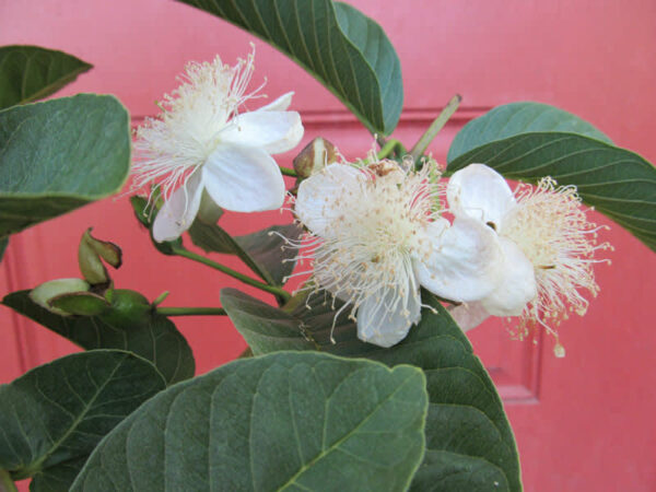 Barbie-Pink-Guava-Tree-1