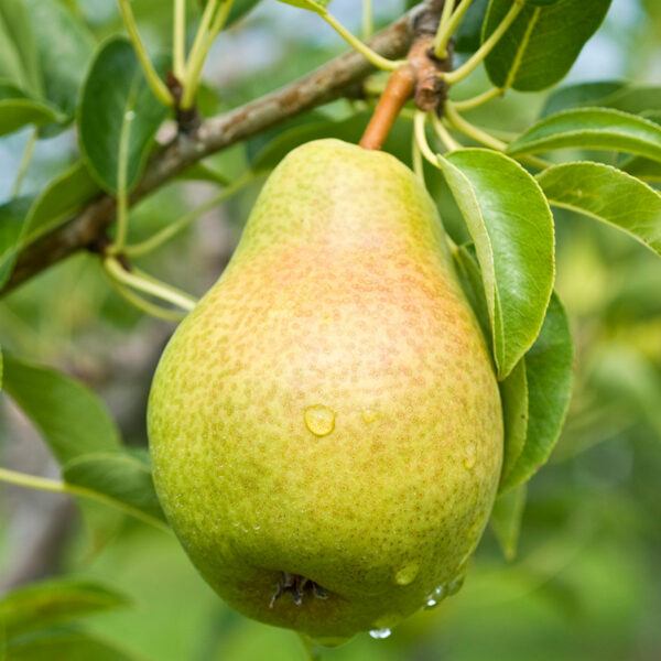 Bartlett Pear Tree 1