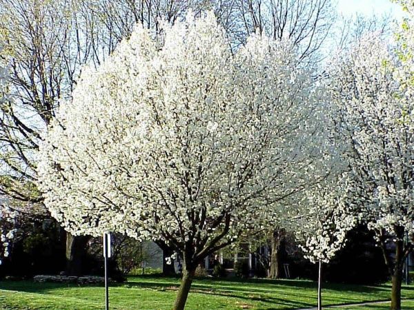 Bartlett Pear Tree  LA Landscape Supply