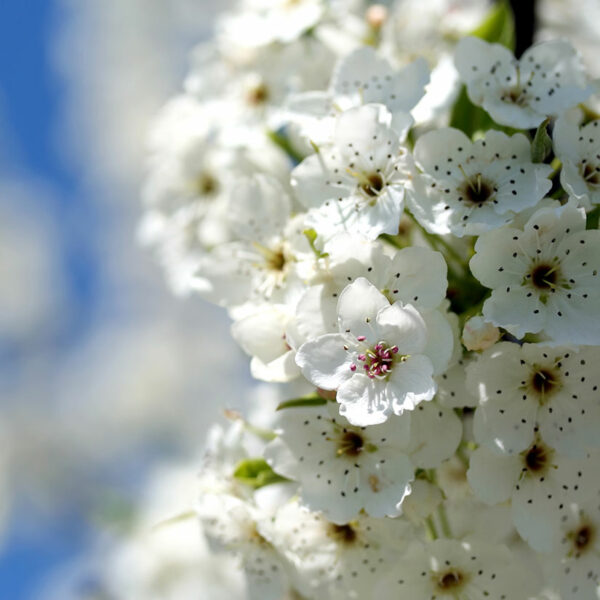 Bartlett Pear Tree