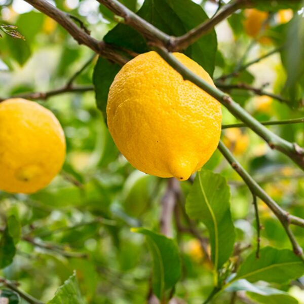 Bearss-Lemon-Tree-1