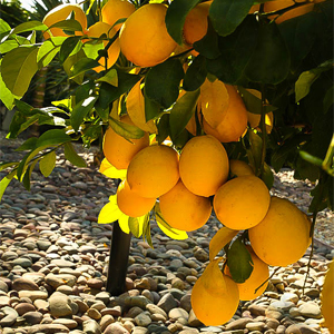 Bearss Lemon Tree 2