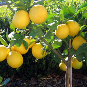 Bearss-Lemon-Tree-4