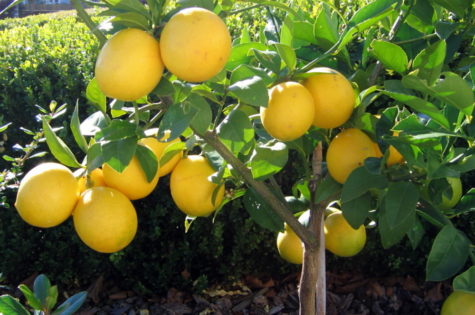 Bearss Lemon Tree