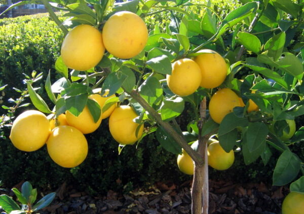 Bearss-Lemon-Tree