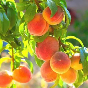 Belle_of_Georgia_Peach_Tree-4