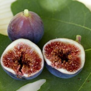 Black-Mission-Fig-Tree-2