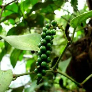 Black Pepper Plant 400-1