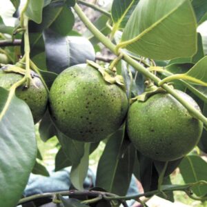 Black Sapote tree