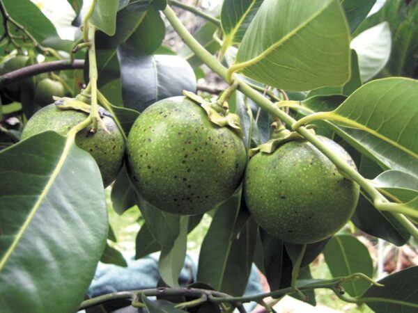 Black Sapote tree