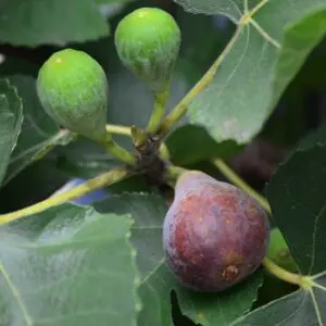 BlackMissionFig_Tree