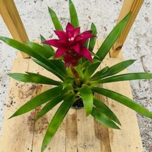 Bromeliad Guzmania 6in Pic2