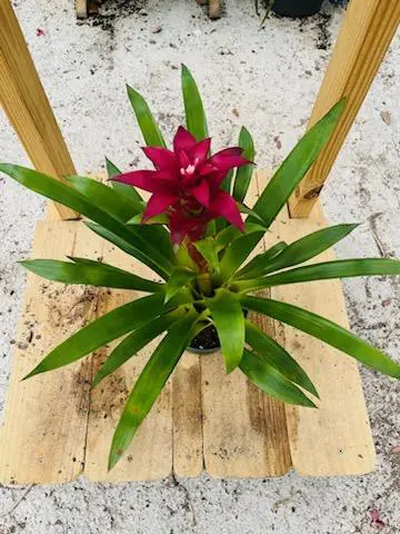 Bromeliad – Guzmania (Color: Yellow)