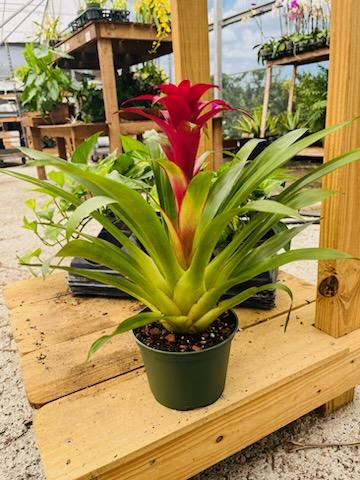 Bromeliad – Guzmania (Color: Yellow)