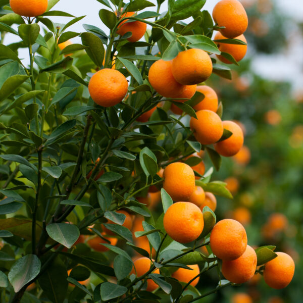 Brown-Select-Satsuma-Tree-05