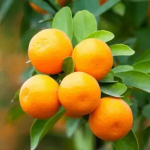 Brown-Select-Satsuma-Tree-400-1