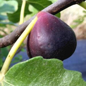 Brown-Turkey-Fig-Tree
