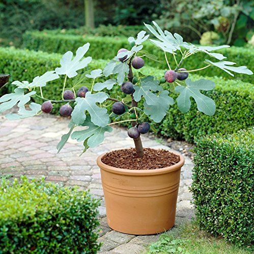 Brown Turkey Fig Tree (Height: 3 - 4 FT)