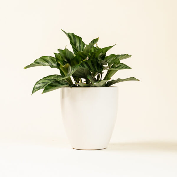 Calathea Green Concinna