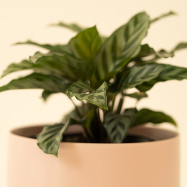 Calathea Green Concinna