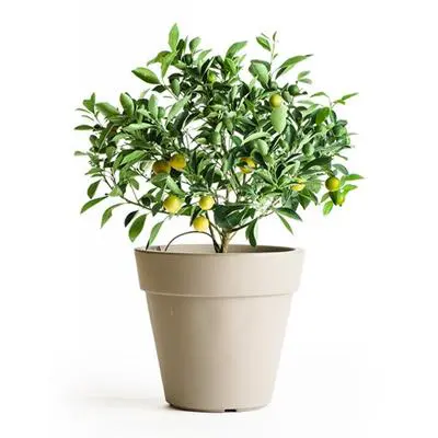 Calamondin (Calamansi) Tree (Height: 18 - 26 IN, Shape: Standard)