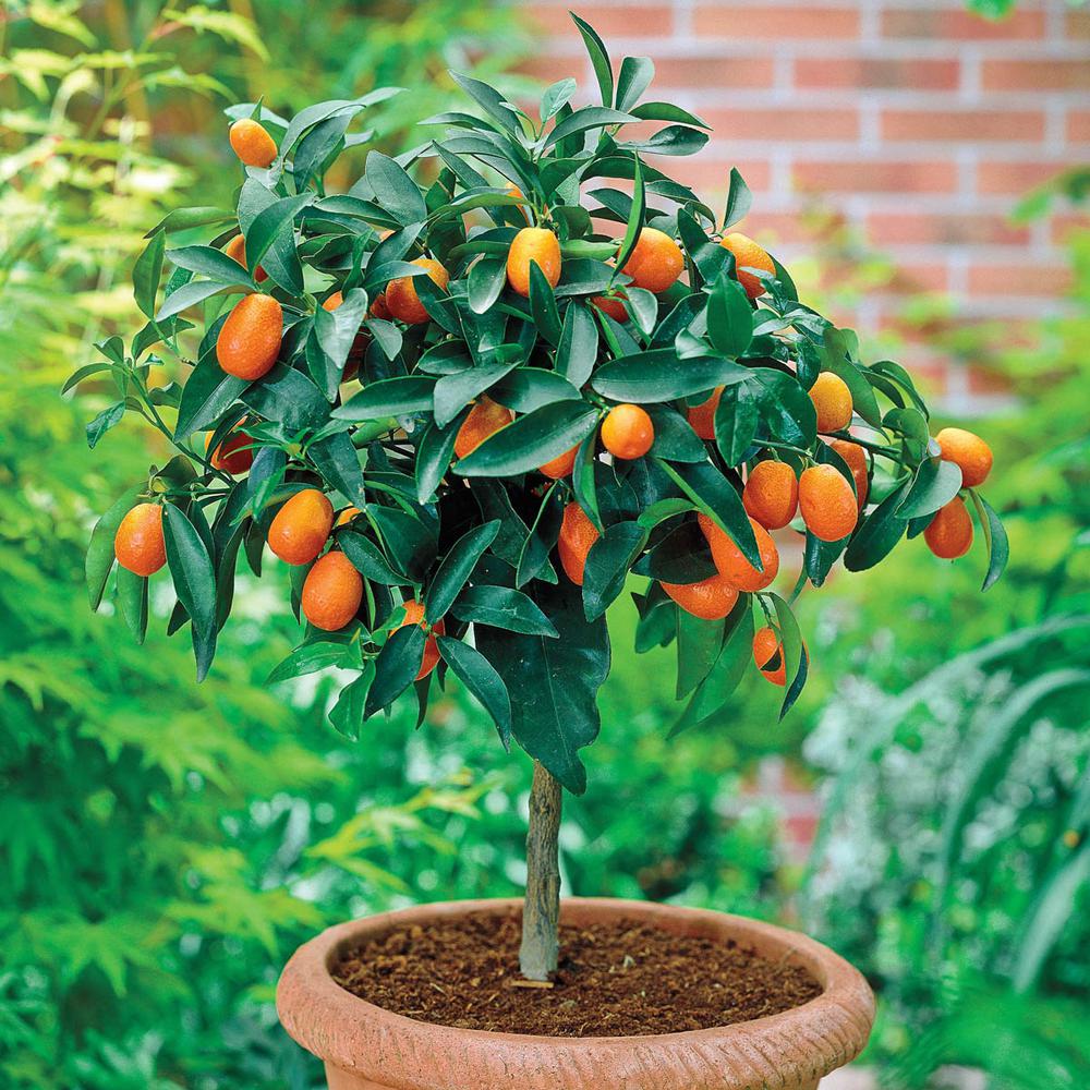 Calamondin (Calamansi) Tree (Height: 18 - 26 IN, Shape: Standard)