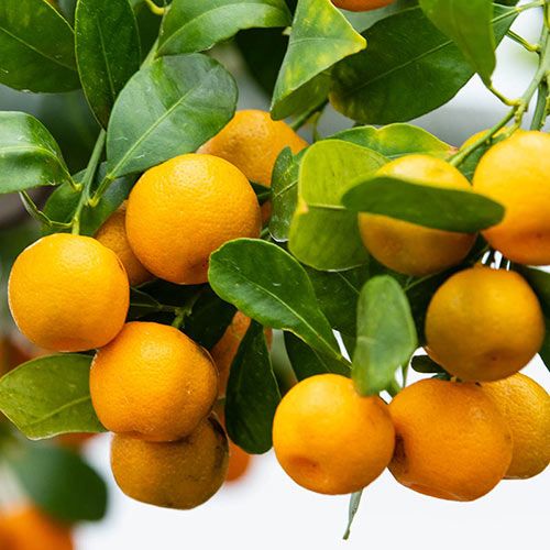 Calamondin (Calamansi) Tree (Height: 18 - 26 IN, Shape: Standard)