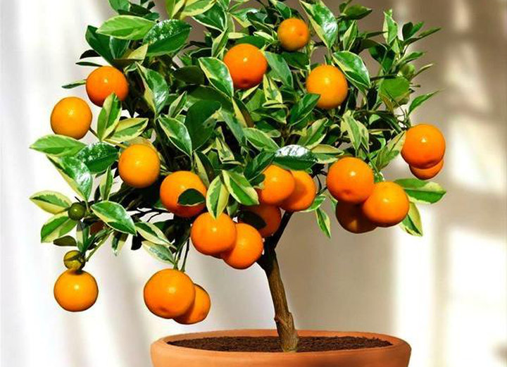 Calamondin (Calamansi) Tree (Height: 18 - 26 IN, Shape: Standard)